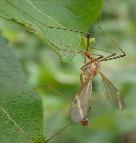 Réf. 209 699 : Tipula fascipennis